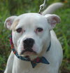 Captain the Bulldog