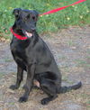 Samson the Lab