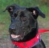 Samson the Lab