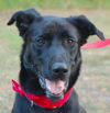 Samson the Lab