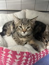 Teddy -bonded with Tessa