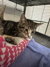 Tessa -bonded with Teddy
