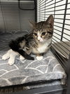 Tessa -bonded with Teddy