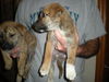 Sox the Shepherd Puppy