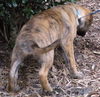 Robyn the Shepherd Puppy