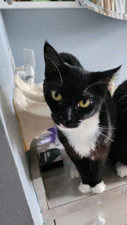 Bop *declawed-bonded with Bolt*
