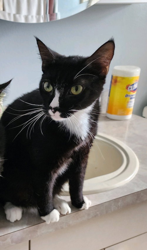 Bolt *declawed-bonded with Bop*