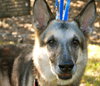 Timmy the GSD