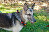 Timmy the GSD