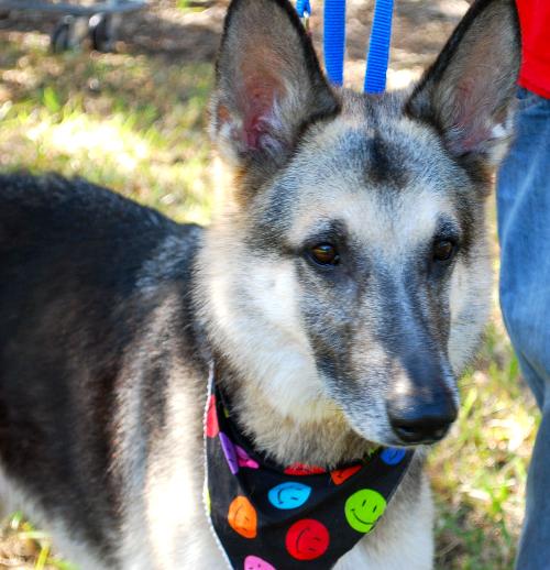 Timmy the GSD