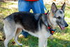 Timmy the GSD