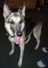 Timmy the GSD