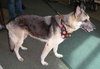 Timmy the GSD