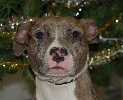 Downey the Terrier