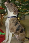 Downey the Terrier
