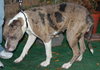 Downey the Terrier