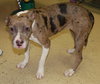 Downey the Terrier