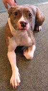 Downey the Terrier