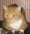 Rio the Large Lover