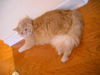 Simba the Lion King