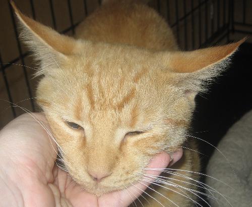 Ralph the Orange Tabby