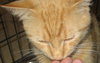 Ralph the Orange Tabby