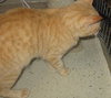 Ralph the Orange Tabby