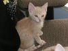 Liam the Kitten