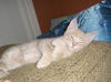 Liam the Kitten