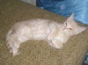 Liam the Kitten