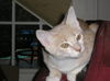 Lex the Kitten
