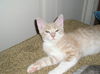 Lex the Kitten