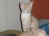 Lex the Kitten