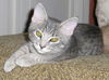 Tinkerbell the Kitten