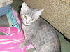 Tinkerbell the Kitten