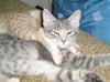 Tinkerbell the Kitten