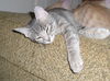 Tinkerbell the Kitten