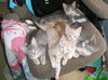 Tinkerbell the Kitten