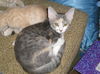 Monroe the (female) Kitten