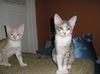 Monroe the (female) Kitten