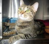 Affinity the Lovely Tabby