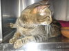 Affinity the Lovely Tabby