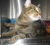 Affinity the Lovely Tabby