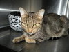 Affinity the Lovely Tabby