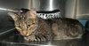 Affinity the Lovely Tabby