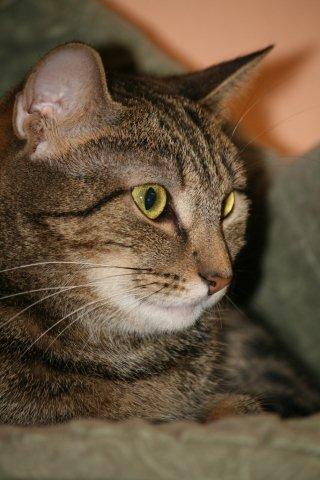 Affinity the Lovely Tabby