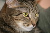 Affinity the Lovely Tabby