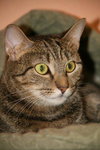 Affinity the Lovely Tabby