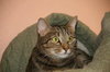 Affinity the Lovely Tabby