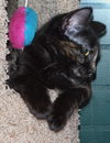 Akira the Kitten